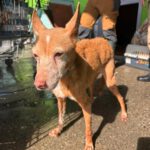 Podenco Lucera, 10/2010, ca. 40 cm