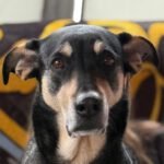 Mischling Lucky, 06/2018, ca. 55 cm, 53757 Sankt Augustin