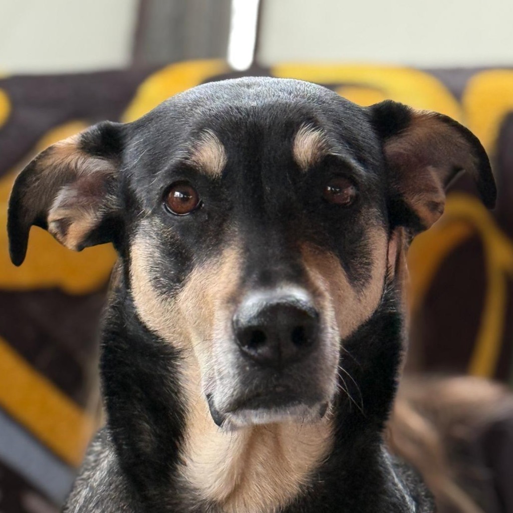 Mischling Lucky, 06/2018, ca. 55 cm, 53757 Sankt Augustin