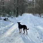 Mischling Lucky, 06/2018, ca. 55 cm, 53757 Sankt Augustin