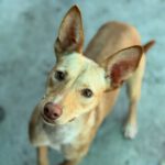 Podenco Luigi, 11/2024, ca. 40 cm