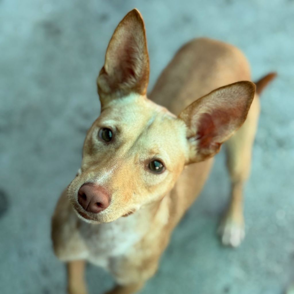 Podenco Luigi, 11/2024, ca. 40 cm