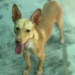 Podenco Luigi, 11/2024, ca. 40 cm