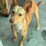 Podenco Luigi, 11/2024, ca. 40 cm