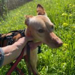 Podenco Luigi, 11/2024, ca. 40 cm