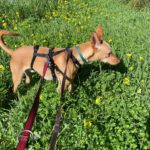 Podenco Luigi, 11/2024, ca. 40 cm