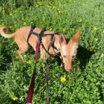 Podenco Luigi, 11/2024, ca. 40 cm