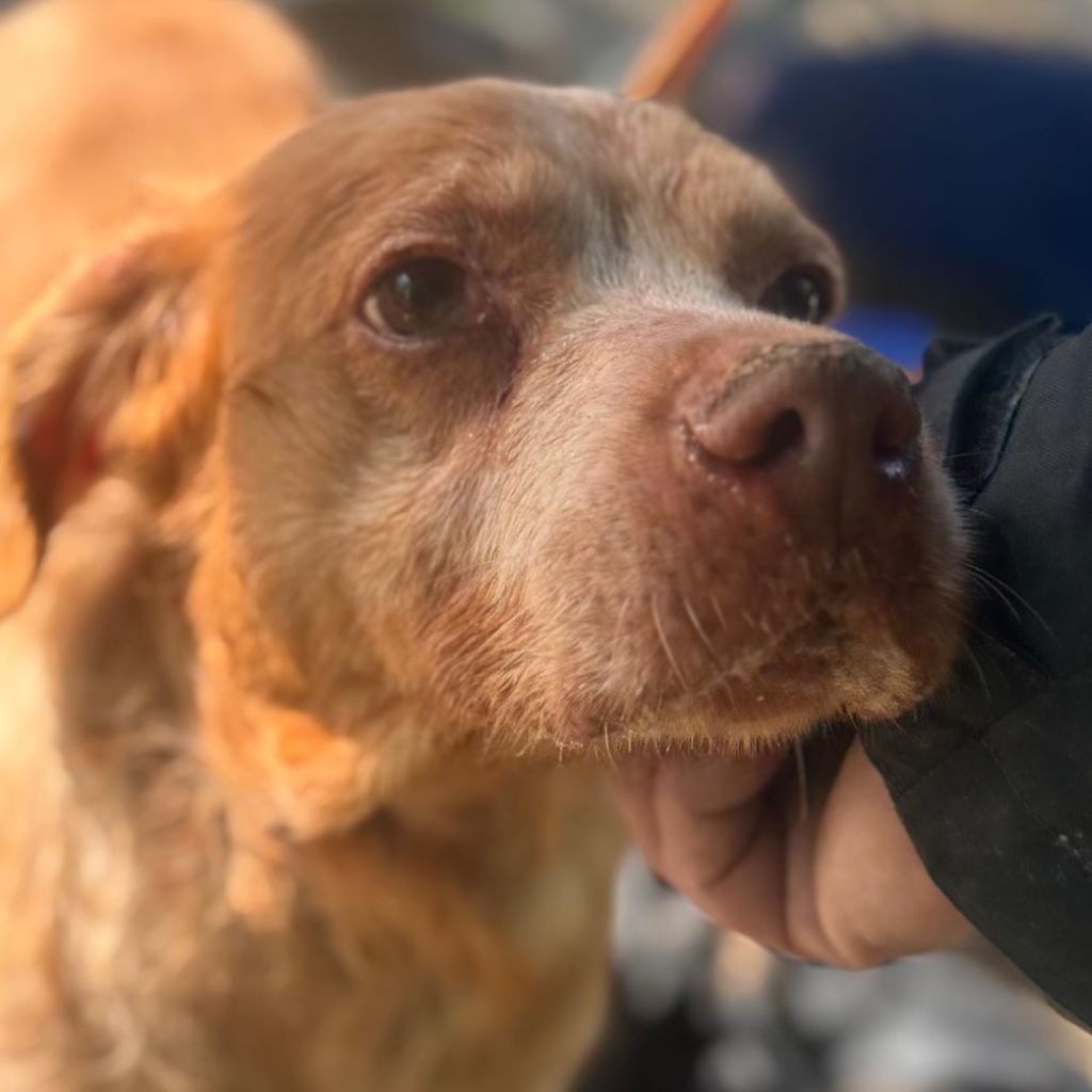 Bretone Luna, 03/2018, ca. 49 cm