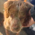 Bretone Luna, 03/2018, ca. 49 cm