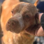 Bretone Luna, 03/2018, ca. 49 cm