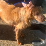 Bretone Luna, 03/2018, ca. 49 cm