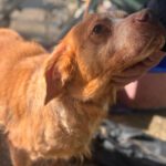 Bretone Luna, 03/2018, ca. 49 cm