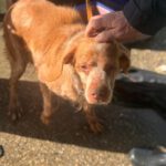 Bretone Luna, 03/2018, ca. 49 cm