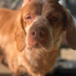 Bretone Luna, 03/2018, ca. 49 cm