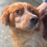 Bretone Luna, 12/2020, ca. 47 cm