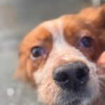 Bretone Luna, 12/2020, ca. 47 cm