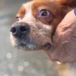 Bretone Luna, 12/2020, ca. 47 cm