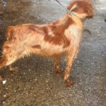 Bretone Luna, 12/2020, ca. 47 cm