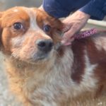 Bretone Luna, 12/2020, ca. 47 cm