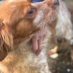 Bretone Luna, 12/2020, ca. 47 cm