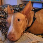 Podenco Luque, 10/2023, ca. 45 cm, 20359 Hamburg