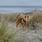 Podenco Luque, 10/2023, ca. 45 cm, 20359 Hamburg