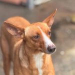 Podenco Madame Cholet, 08/2023, ca. 45 cm