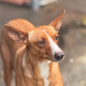 Podenco Madame Cholet, 08/2023, ca. 45 cm