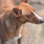 Podenco Madame Cholet, 08/2023, ca. 45 cm