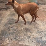 Podenco Madame Cholet, 08/2023, ca. 45 cm