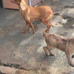 Podenco Madame Cholet, 08/2023, ca. 45 cm