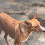 Podenco Madame Cholet, 08/2023, ca. 45 cm