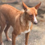 Podenco Madame Cholet, 08/2023, ca. 45 cm