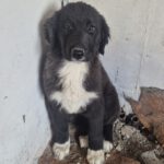 Mischling Maddie, 10/2025, Endgröße ca. 60 cm