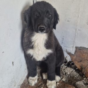 Mischling Maddie, 10/2025, Endgröße ca. 60 cm