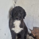 Mischling Maddie, 10/2025, Endgröße ca. 60 cm