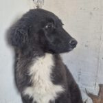 Mischling Maddie, 10/2025, Endgröße ca. 60 cm