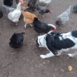 Mischling Mailo, 07/2025, Endgröße ca. 60 cm,17121 Loitz