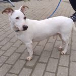 Bodeguero Mischling Maluma, 01/2023, ca. 35 cm, 67269 Grünstadt