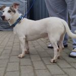 Bodeguero Mischling Maluma, 01/2023, ca. 35 cm, 67269 Grünstadt