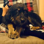 Mischling Mamisita, 05/2024, ca. 52 cm