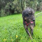 Mischling Mamisita, 05/2024, ca. 52 cm