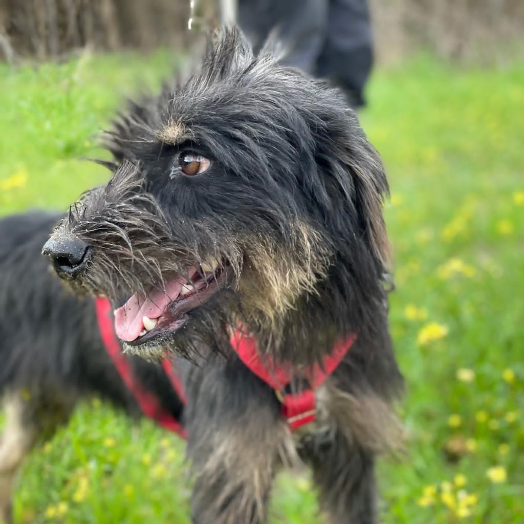 Mischling Mamisita, 05/2024, ca. 52 cm