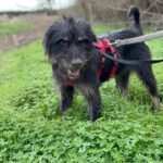 Mischling Mamisita, 05/2024, ca. 52 cm