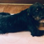 Mischling Mamisita, 05/2024, ca. 52 cm