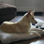 Mischling Mango, 04/2025 , Endgröße ca. 50 cm, 14050 Berlin