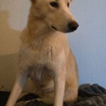 Mischling Mango, 04/2025 , Endgröße ca. 50 cm, 14050 Berlin