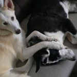 Mischling Mango, 04/2025 , Endgröße ca. 50 cm, 14050 Berlin