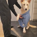 Mischling Mango, 04/2025 , Endgröße ca. 50 cm, 14050 Berlin