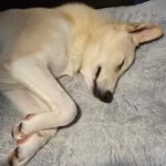 Mischling Mango, 04/2025 , Endgröße ca. 50 cm, 14050 Berlin